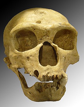 Neanderthal skull