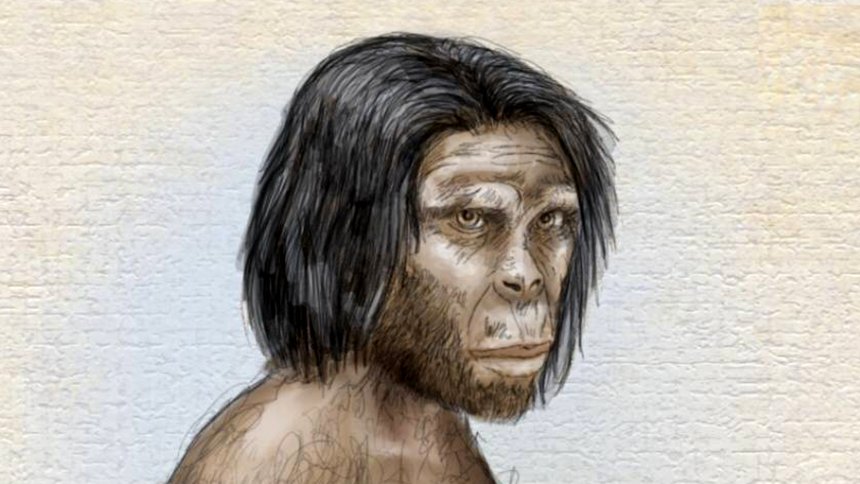 Homo erectus