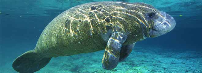 Manatee