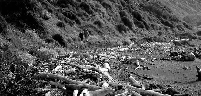 Elephant Tusk and bones